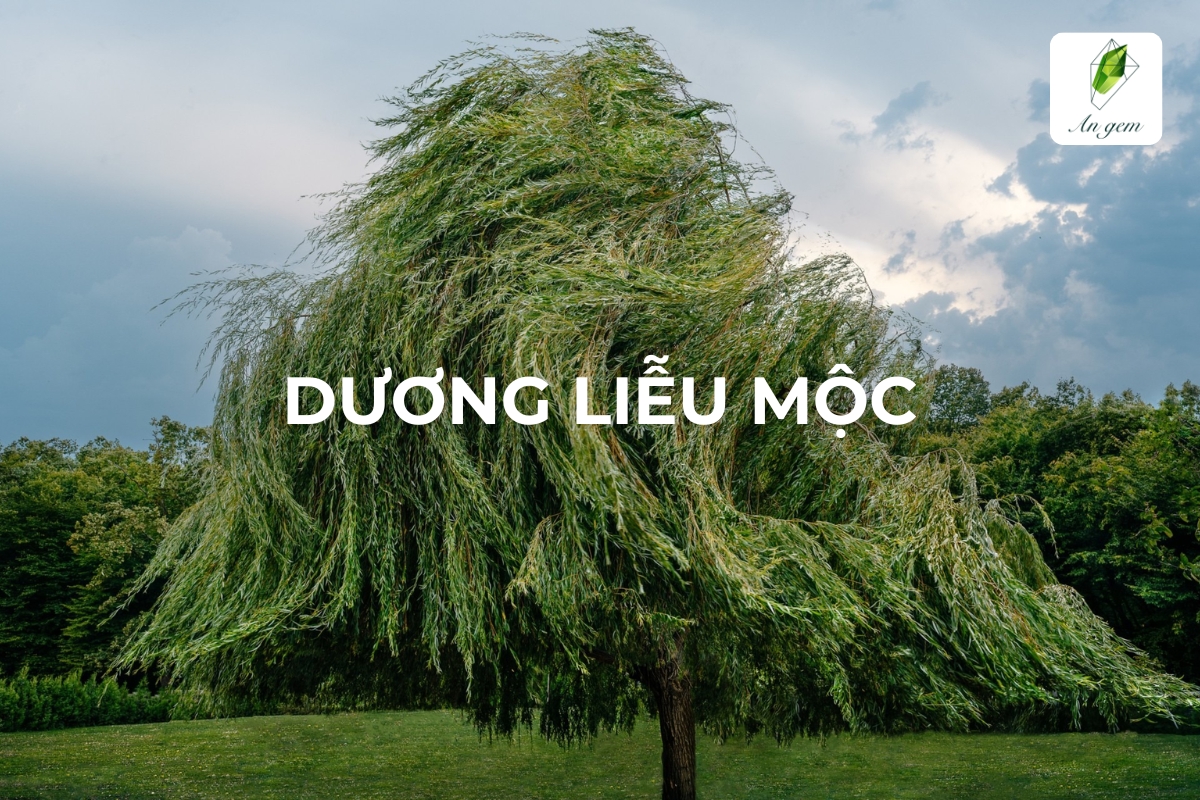 Mệnh Dương Liễu Mộc hợp màu gì? Kỵ màu gì?