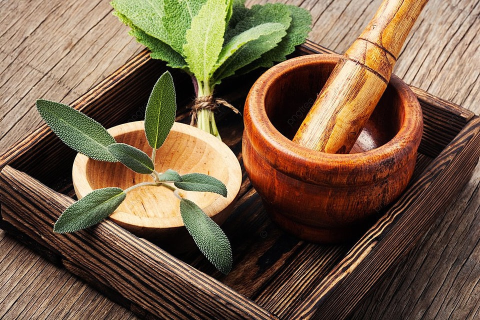 pngtree-sage-herb-plant-medicine-herbal-photo-image_2227470